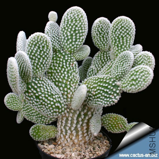 Opuntia_microdasys_albata_540.jpg