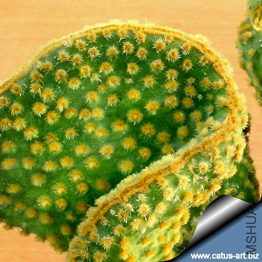 Opuntia_microdasys_forma_contorta_line_540.jpg