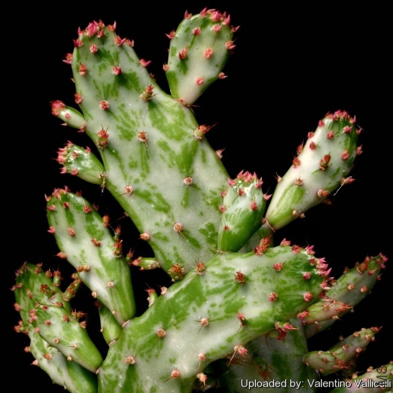 Opuntia_monacantha_var__variegata_cv__Maverick_variegata_11574_l.jpg