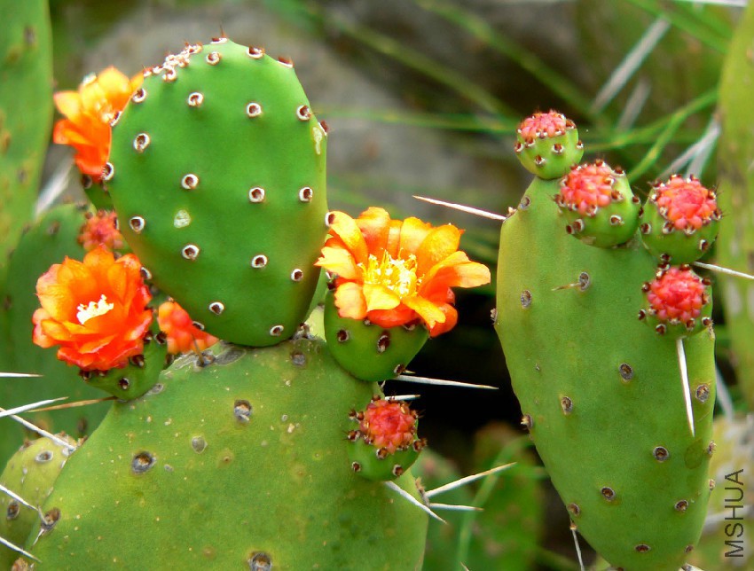 Opuntia_ovata_2.jpg