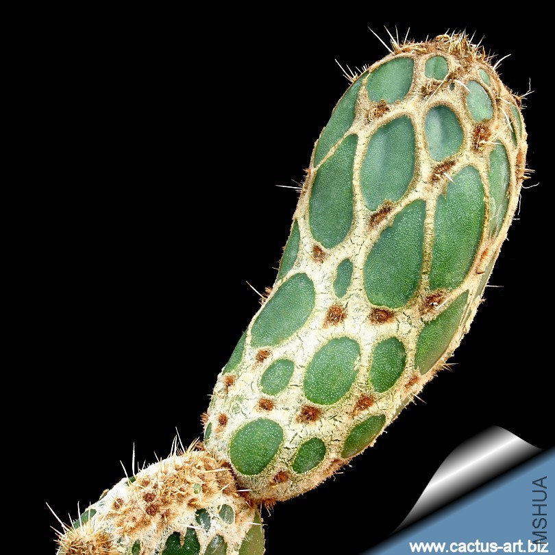 Opuntia_reticulata_cladode_810.jpg