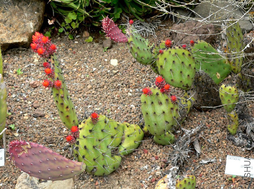 Opuntia_riviereana_1.jpg