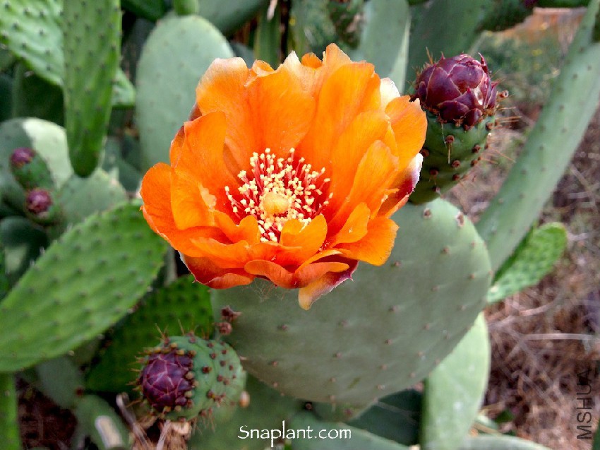 opuntia-1a.jpg