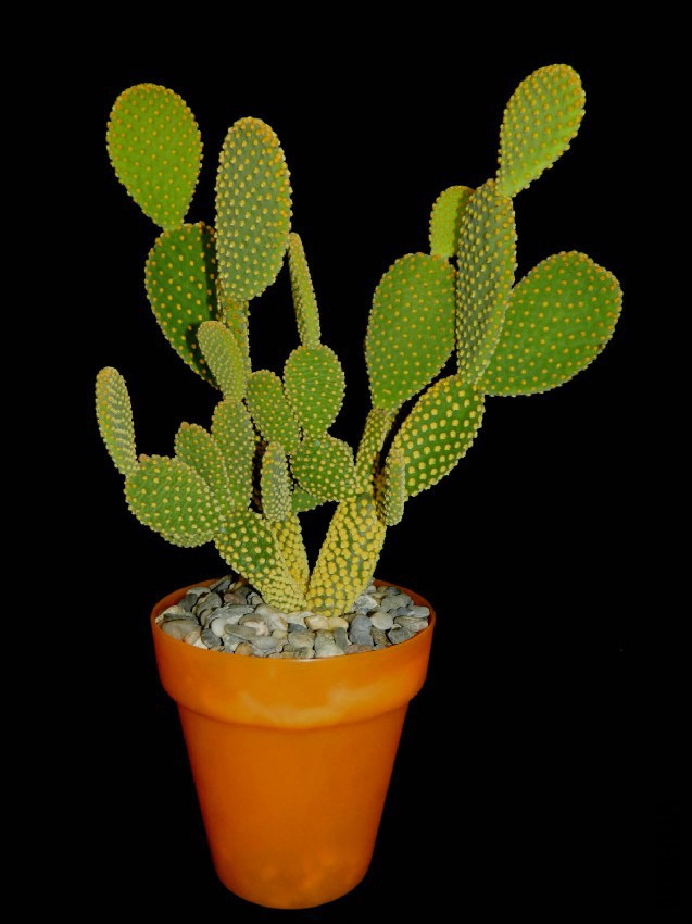 opuntia-7.jpg
