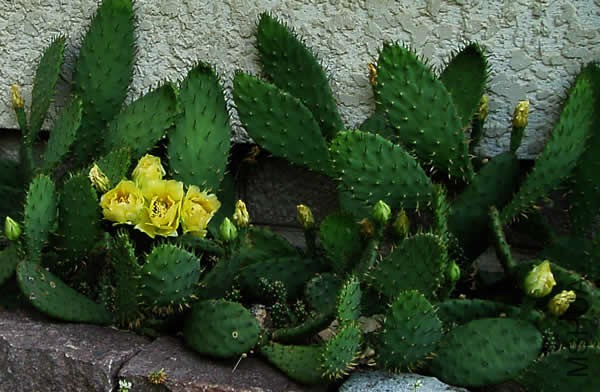 Opuntia-humifusa-Eastern-Prickly-Pear.jpg
