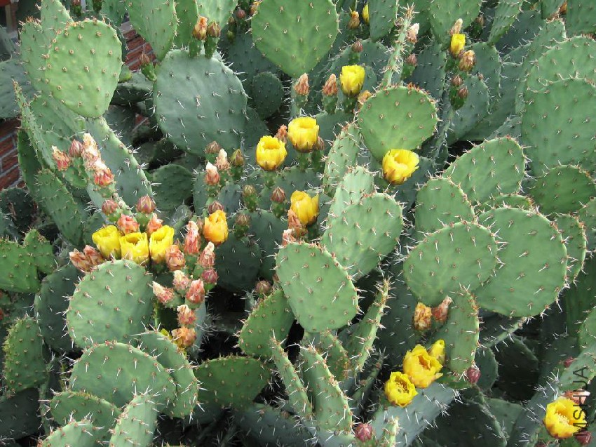 Opuntia-local.jpg