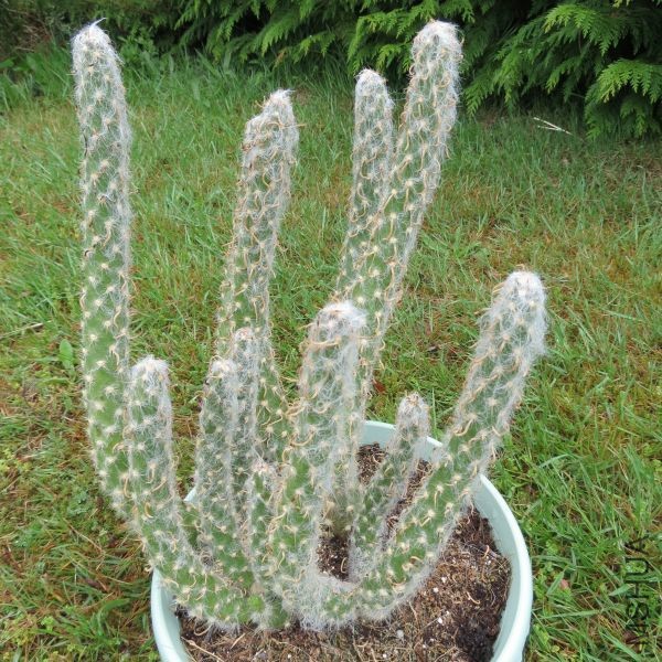 opuntia-vestita.jpg