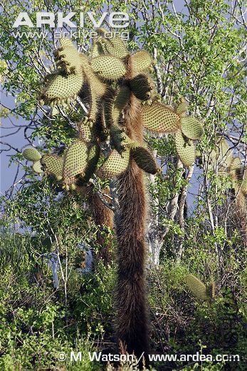 Prickly-pear-Opuntia-echios-gigantea-showing-spiky-trunk.jpg