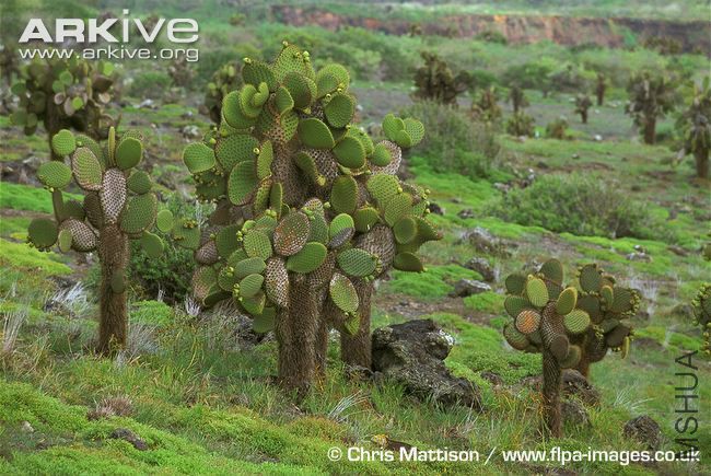 Prickly-pears-in-bloom-Opuntia-echios-echios.jpg