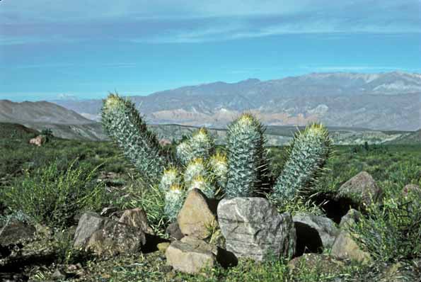 37Oreocereus trollii plant large lo res.jpg