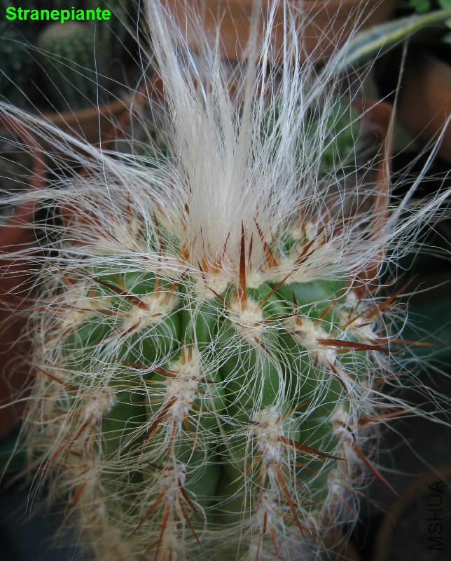 Oreocereus celsianus.jpg