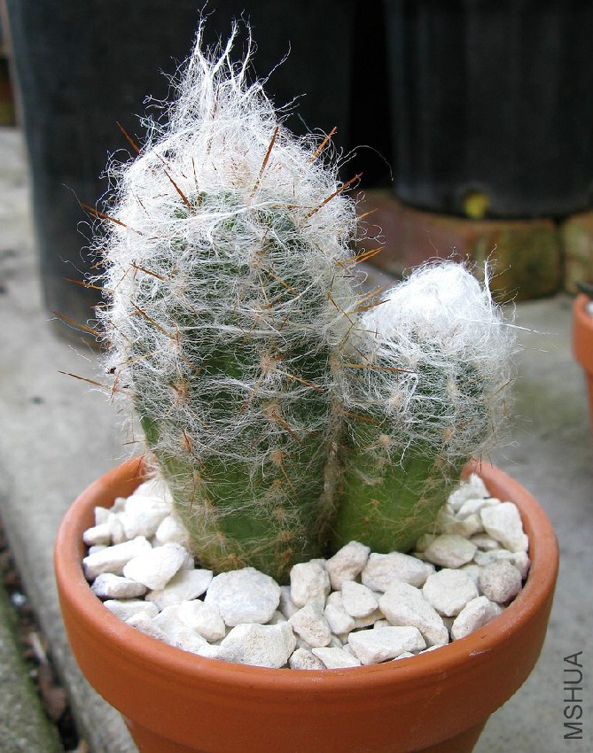 Oreocereus Trollii V Crassiniveus.jpg