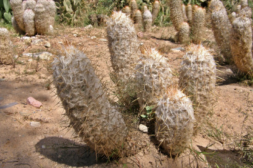 Oreocereus_trollii,_cactus.jpg