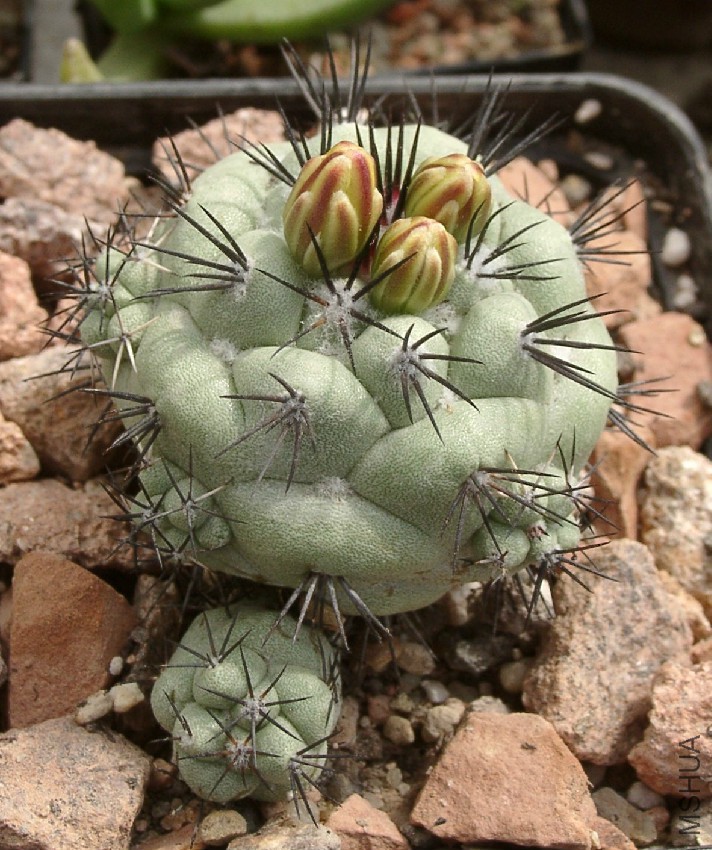 Ortegocactus_macdougallii_02.jpg
