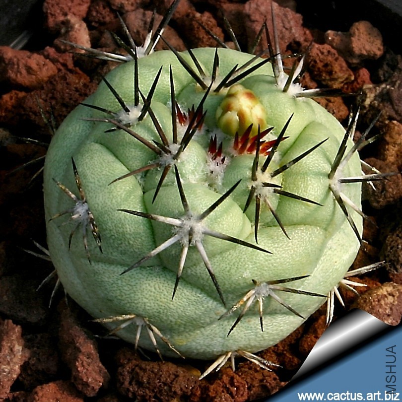 Ortegocactus_mcacdougalli_810.jpg