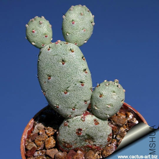 Ortegopuntia_cv_percy_540.jpg