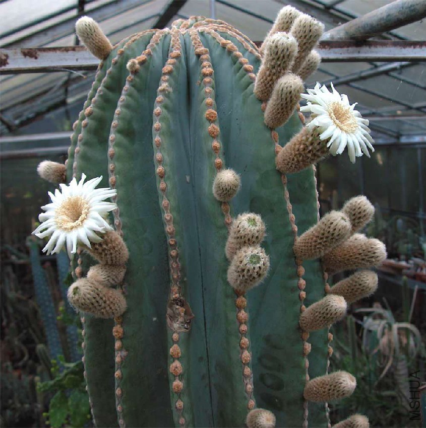 Pachycereus Pringley.jpg