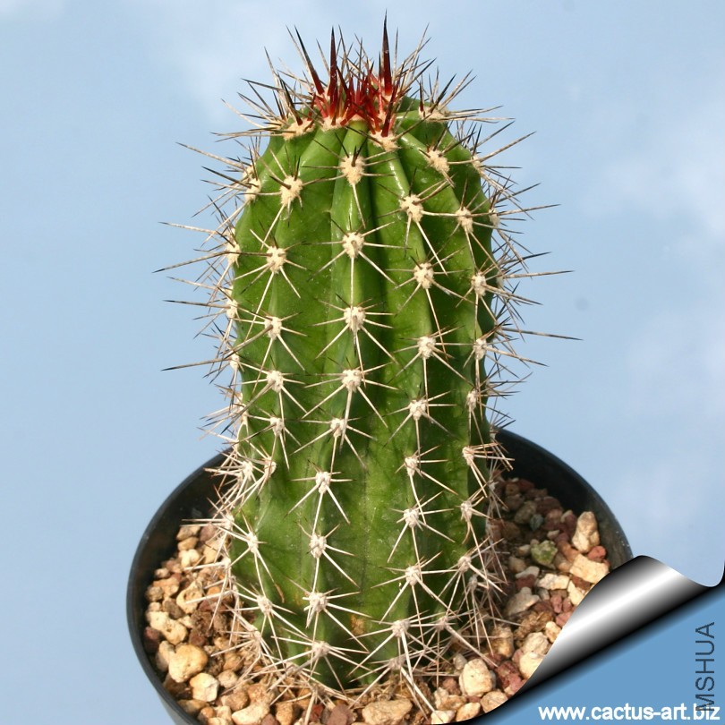 Pachycereus_pecten_aboriginum_810.jpg