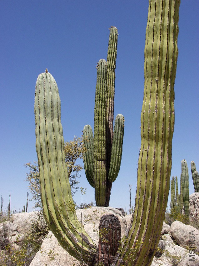 Pachycereus_pringlei_baja_california_1.jpg