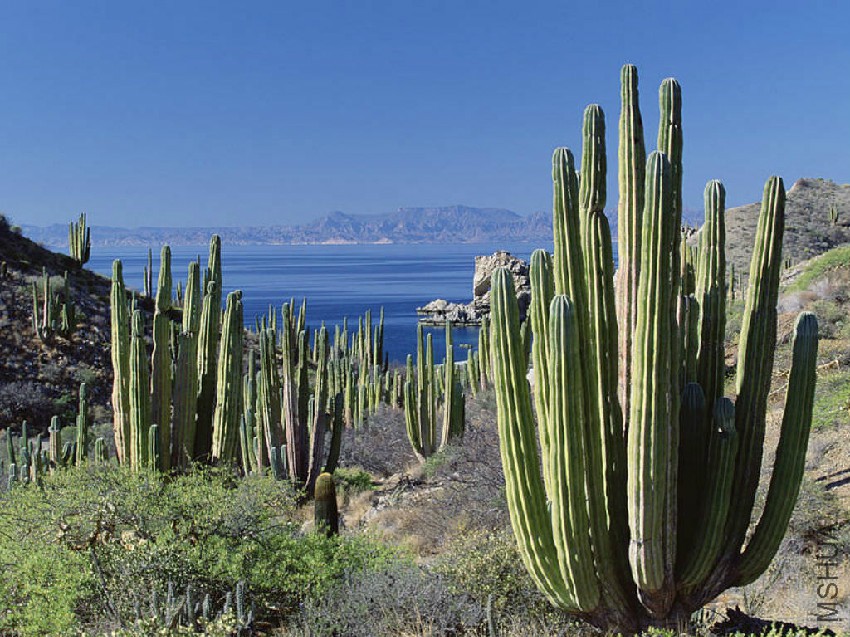 Pachycereus-pringlei-Mexican-Giant-Cardon5.jpg