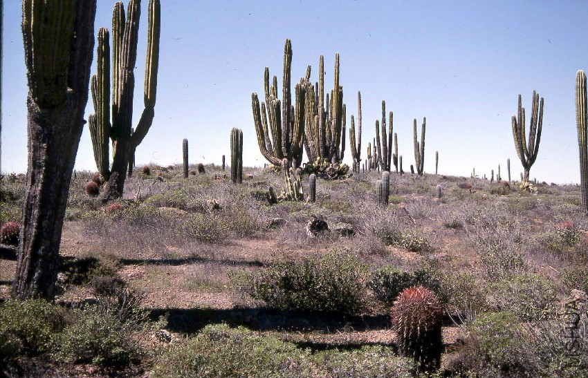 Pachycereus-san-carlos.jpg