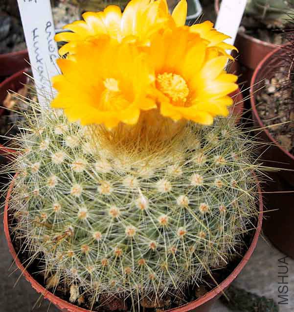 Parodia Chrysacanthion.jpg