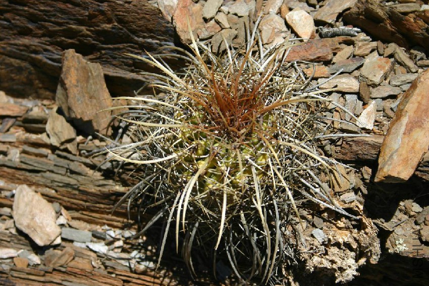 Parodia maassii-obtusa.jpg