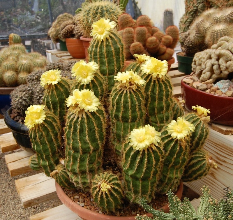 Parodia magnifica03.jpg