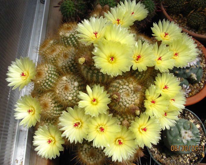 Parodia scopa in full bloom.jpg