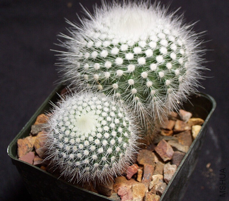 Parodia scopa ssp scopa02.jpg