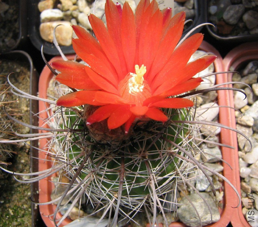 Parodia Suprema.jpg