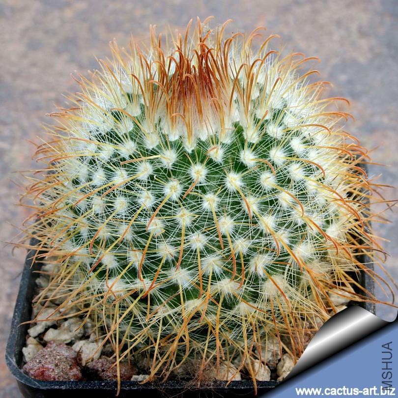 Parodia_aureispina_810.jpg