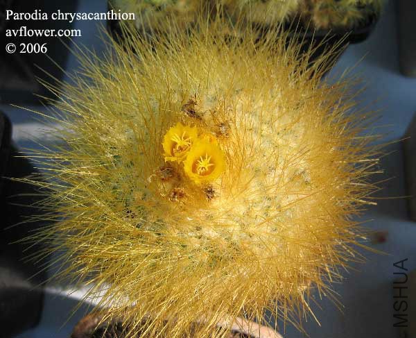 parodia_chrysacanthion_1.jpg