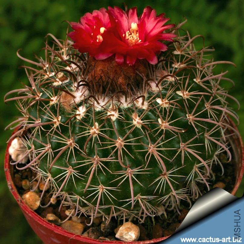 Parodia_mairanana_810.jpg
