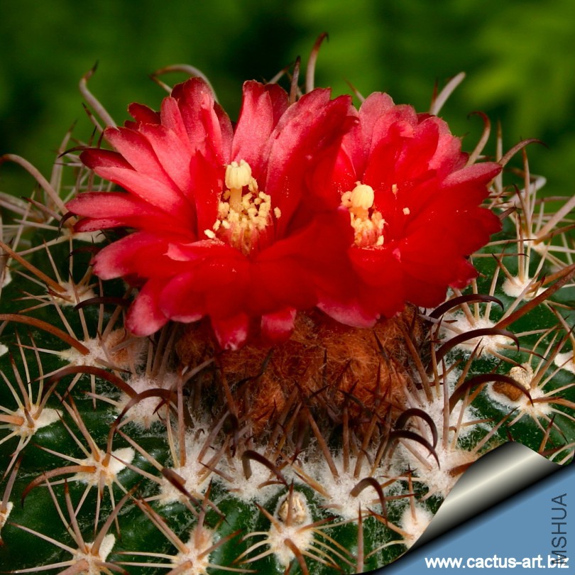 Parodia_mairanana_fl_810.jpg