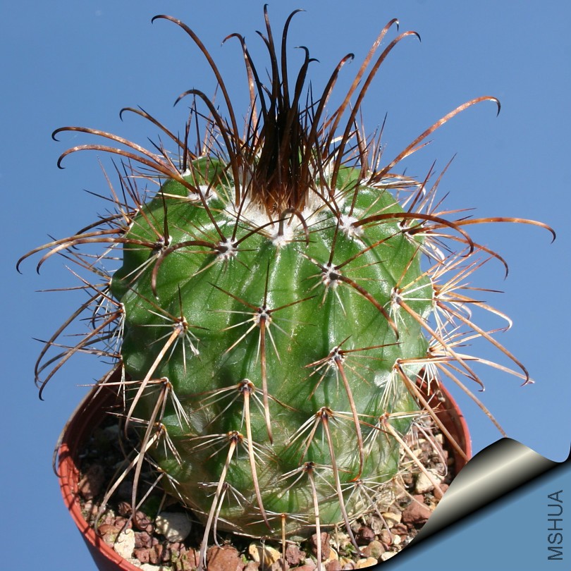 Parodia_masii_young_810.jpg