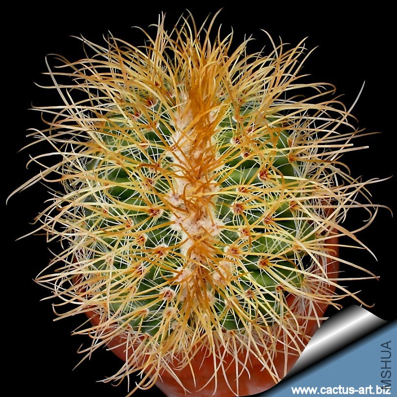 Parodia_maxima_cr_810.jpg