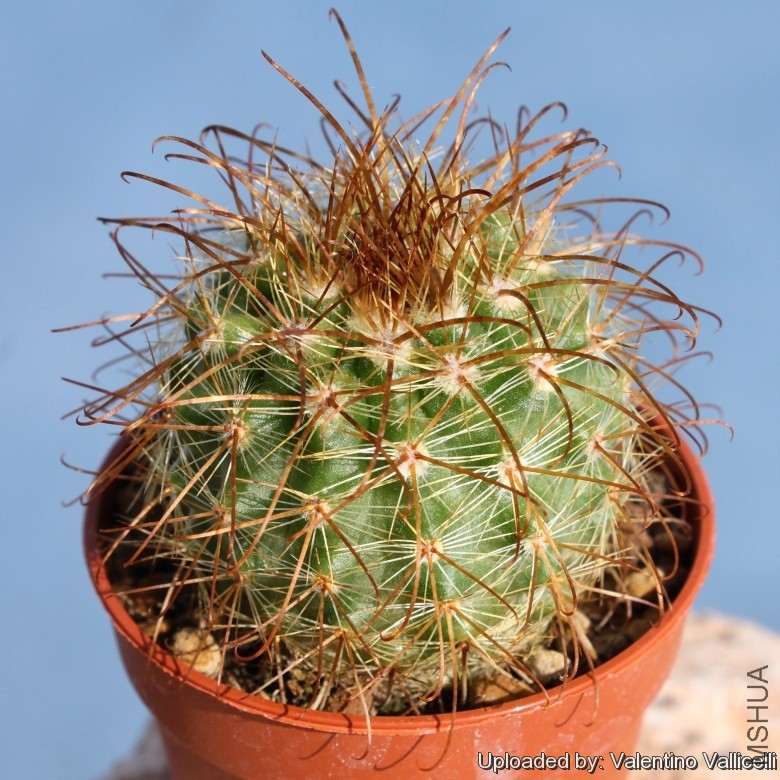 Parodia_muhrii_15692_l.jpg