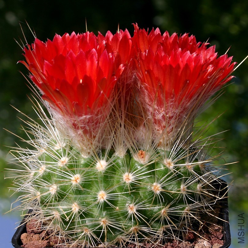 Parodia_nivosa_sd_810.jpg