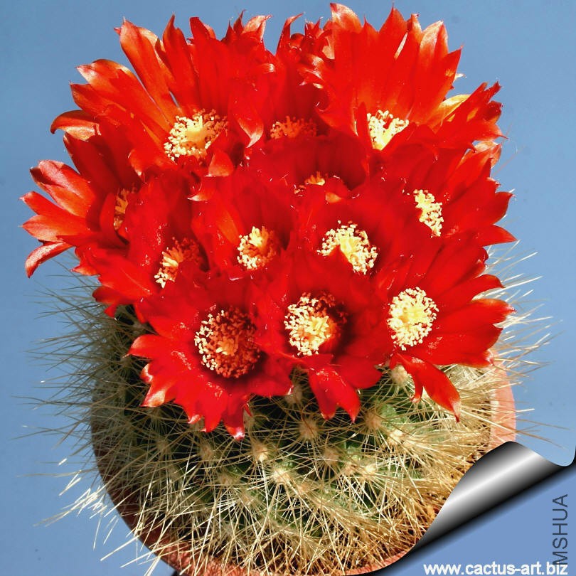 Parodia_penicillata_nivosa_02_810.jpg