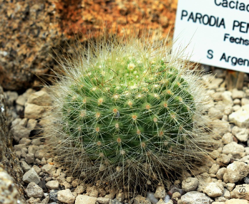 Parodia_penicillata_Prague_2011_1.jpg