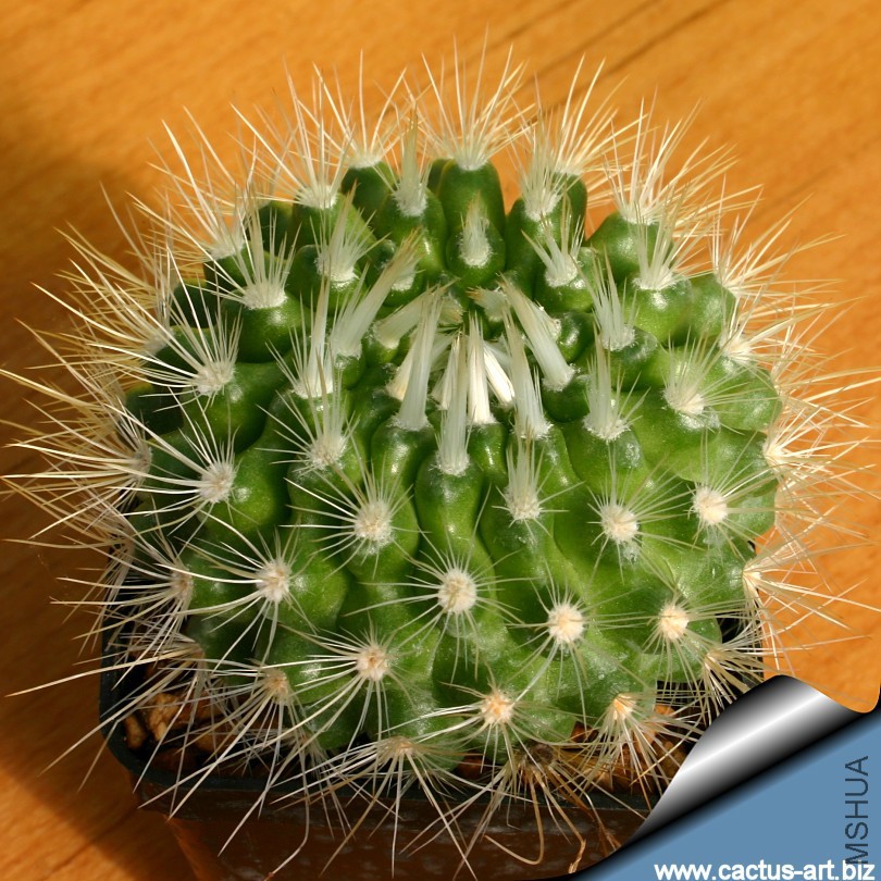 Parodia_pennicillata_sd_810.jpg