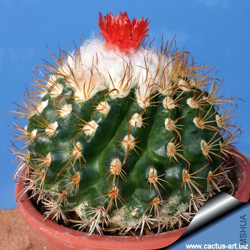 Parodia_punae_01_810.jpg