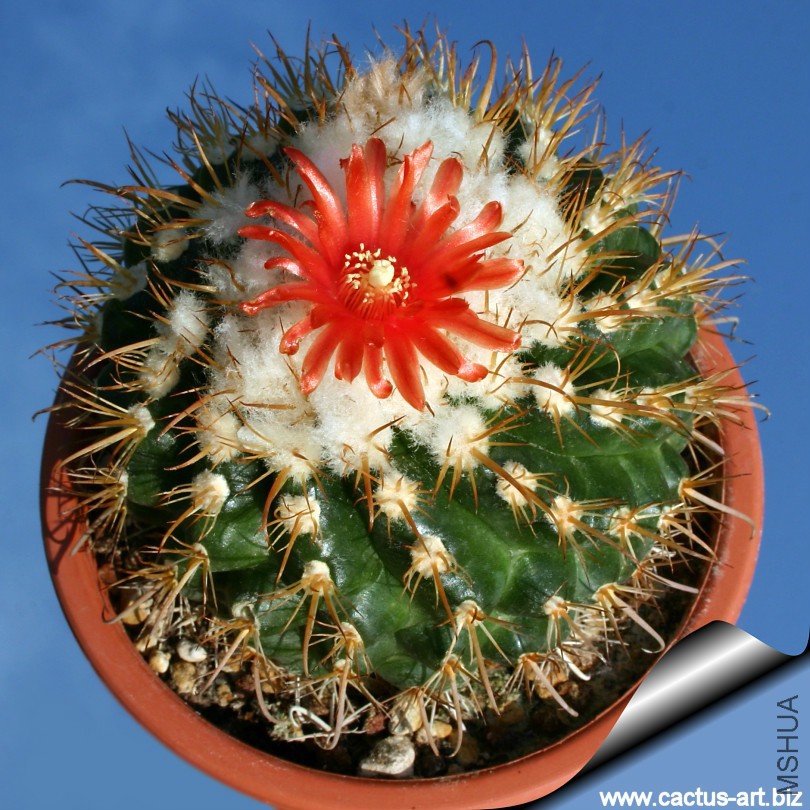 Parodia_punae_05_810.jpg