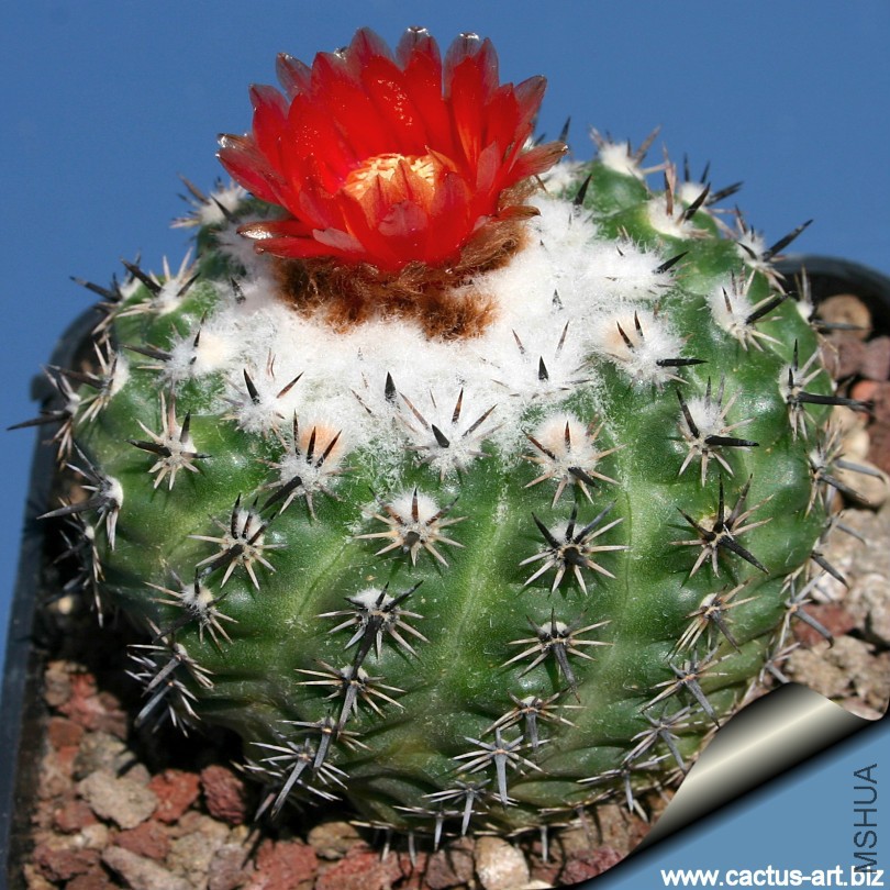 Parodia_subterranea_810.jpg