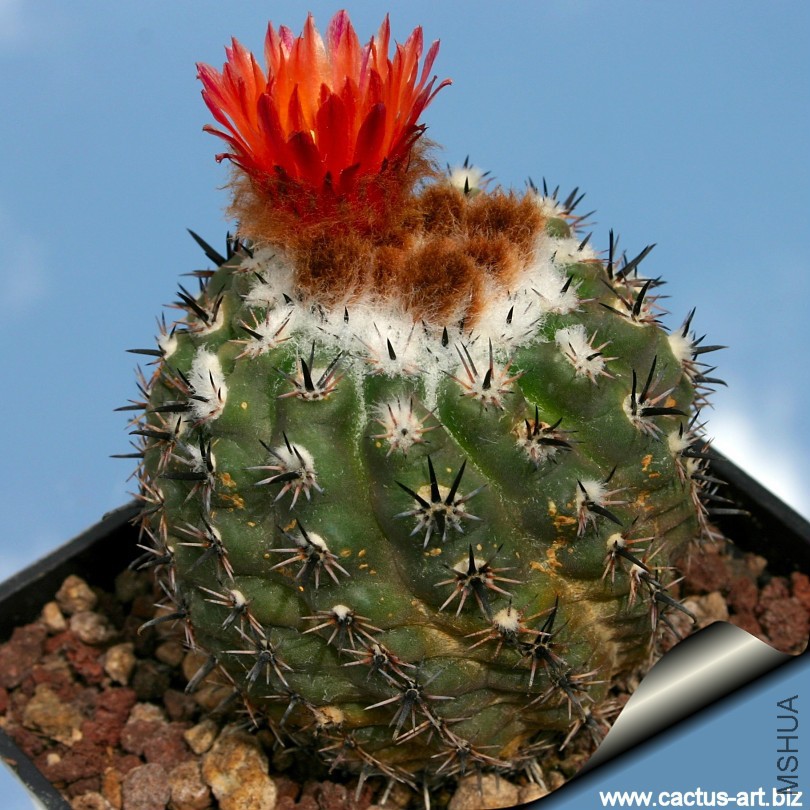 Parodia_subterranea_sd_810.jpg
