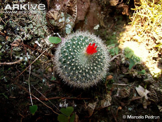 parodia-haselbergii-in-flower.jpg