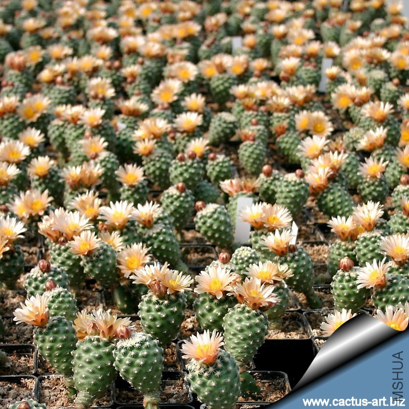 Pediocactus_blooming_in_cactus_art_nursery_small_810.jpg