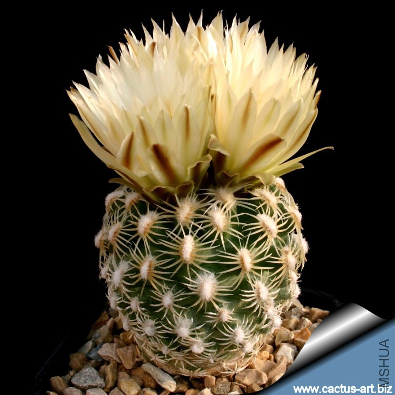 Pediocactus_bradyi_SB470_Coconino_Co_AZ_810.jpg