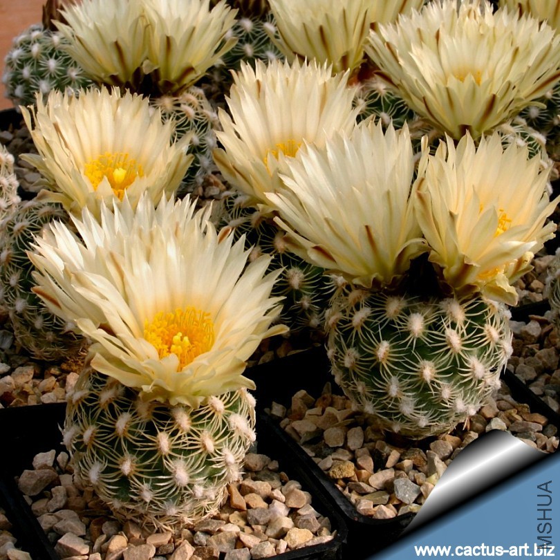 Pediocactus_bradyi_SB470_sale_size_810.jpg